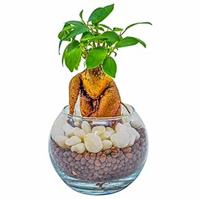 Amazon.co.jp: 種・苗 - ガーデン: DIY・工具・ガーデン: 種, 苗